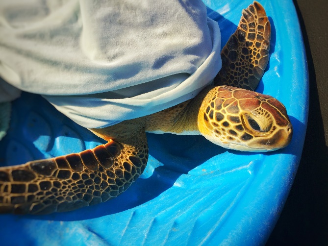 A turtle on a blue surface Description generated with very high confidence